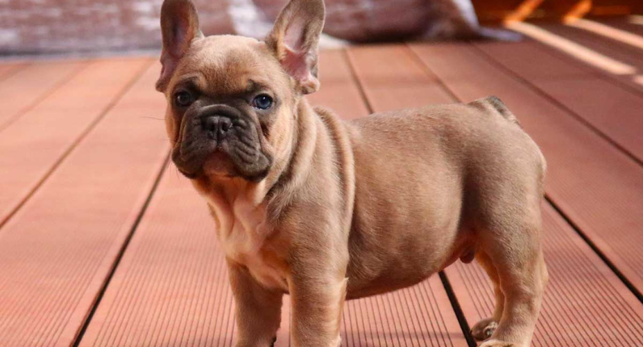 Exploring the Blue Fawn French Bulldog